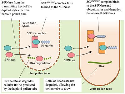 Fruit growth and development in apple: a molecular, genomics and epigenetics perspective